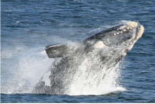  Whale watching